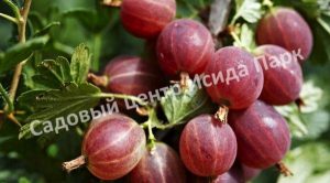 Крыжовник обыкновенный Хиннонмаки Рэд