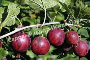 Крыжовник обыкновенный Колобок