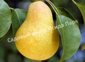 Груша Киффер
