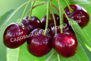 Черевишня (дюк) Надежда