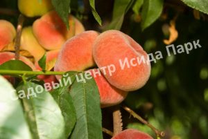 Персик инжирный Релианс