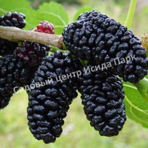 Шелковица Черная Баронесса