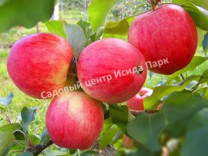 Саженцы яблони Бребурн