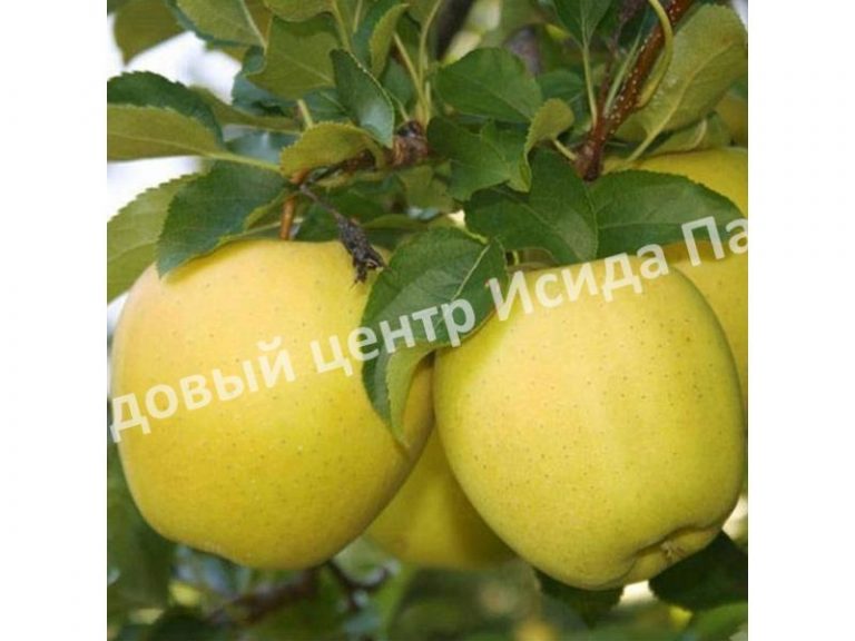 Саженцы ﻿яблони купить в Москве и Подмосковье по цене от 500 рублей﻿