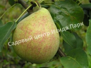 Груша Мраморная
