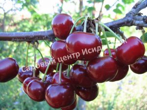 Вишня (дюк) Ночка