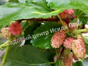Шелковица Шанс