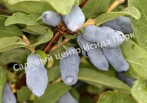 Жимолость камчатская Бакчарский великан