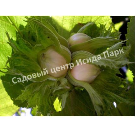 Фундук лещина Сиклер (The Sickler) Фундук лещина Сиклер (The Sickler)