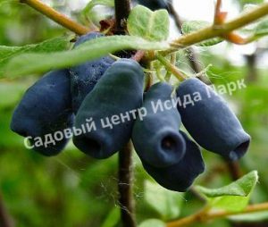 Жимолость камчатская Челябинка