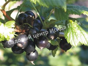 Смородина черная Экзотика