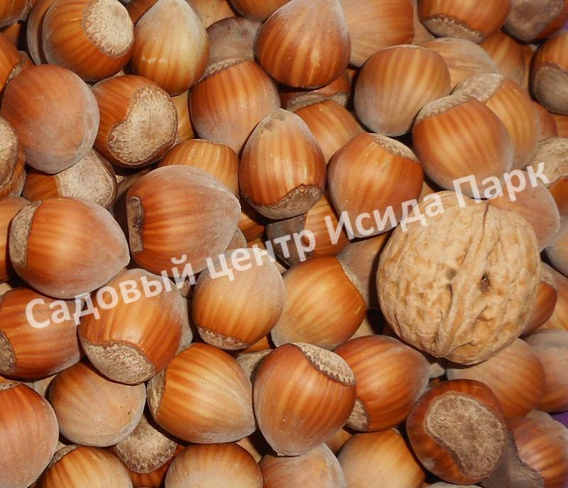 Фундук лещина Сачахлы (Sachakhly) Фундук лещина Сачахлы (Sachakhly)
