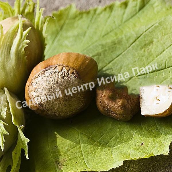 Фундук лещина Кызыл (Kyzyl) Фундук лещина Кызыл (Kyzyl)