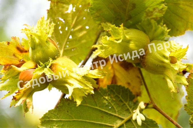 Фундук лещина Сачахлы (Sachakhly) Фундук лещина Сачахлы (Sachakhly)