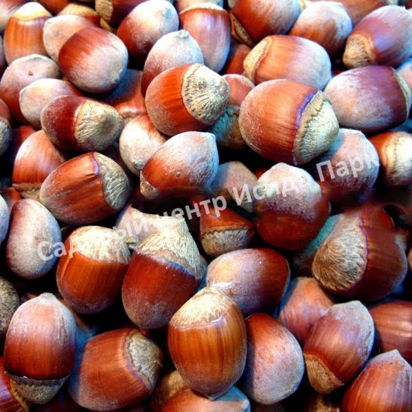 Фундук лещина Сиклер (The Sickler) Фундук лещина Сиклер (The Sickler)