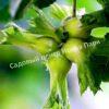 Фундук лещина Яглы (Yagly) 2 Фундук лещина Яглы (Yagly) 2