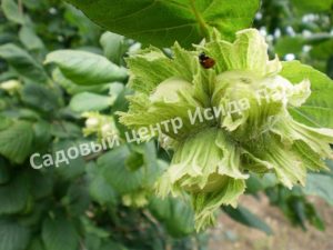 Фундук лещина Ганджа (Ganja)