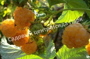 Малина Голден Квин