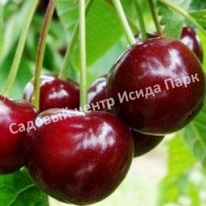 Вишня Игрушка