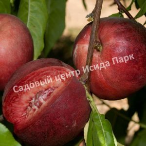 Нектарин Краснодарец