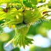 Фундук лещина Кызыл (Kyzyl) 1 Фундук лещина Кызыл (Kyzyl) 1