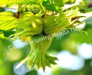 Фундук лещина Кызыл (Kyzyl)