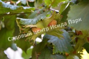 Фундук лещина Маша (Masha)