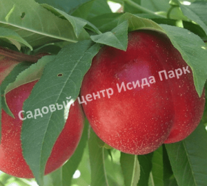 Нектарин Никитский-85