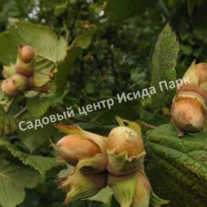 Фундук лещина Исаевский (Isaevsky)