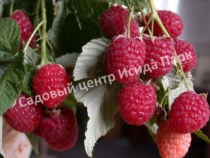 Малина Полана