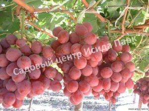 Виноград Свенсон Ред