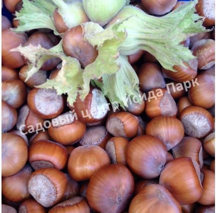 Фундук лещина Сиклер (The Sickler) Фундук лещина Сиклер (The Sickler)