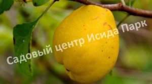 Айва московская Сусова