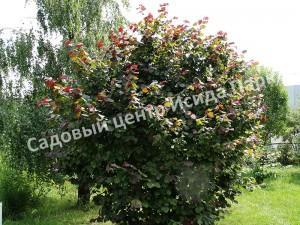 Фундук лещина Тамбовский ранний (Tambov early) Фундук лещина Тамбовский ранний (Tambov early)