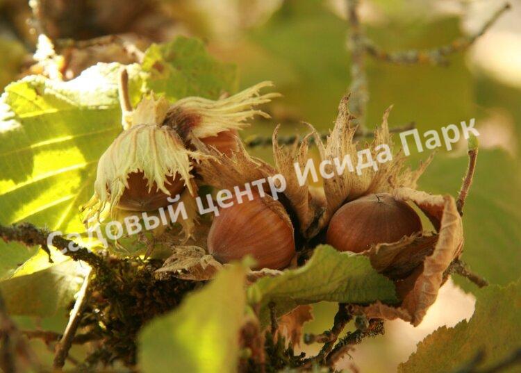 Фундук лещина Тамбовский ранний (Tambov early) Фундук лещина Тамбовский ранний (Tambov early)