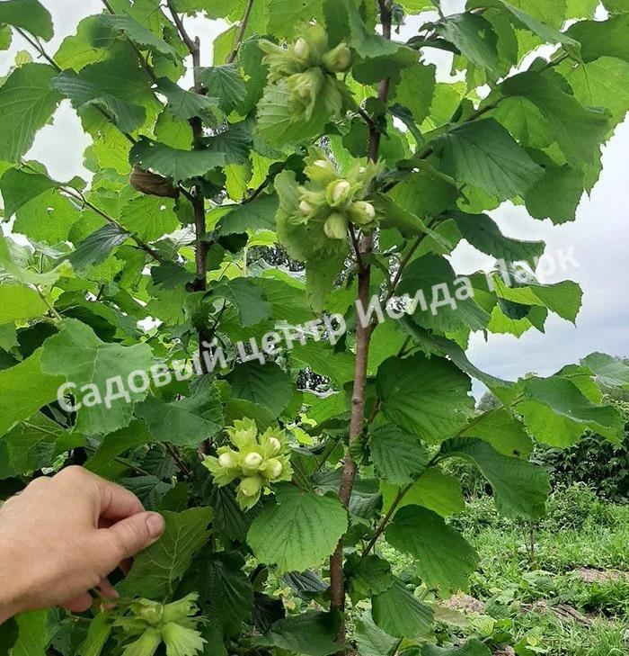 Фундук лещина Тамбовский ранний (Tambov early) Фундук лещина Тамбовский ранний (Tambov early)