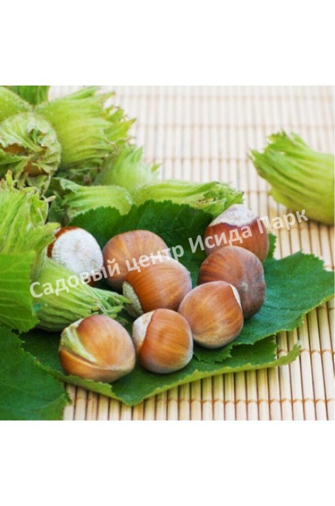 Фундук лещина Тамбовский ранний (Tambov early) Фундук лещина Тамбовский ранний (Tambov early)