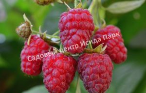 Малина Татьяна