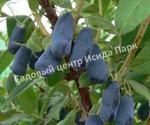 Жимолость камчатская Ленинградский Великан