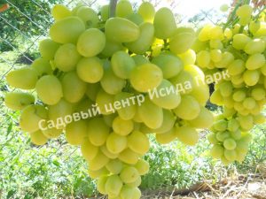 Виноград плодовый Аркадия