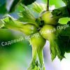 Фундук лещина Яглы (Yagly) 1