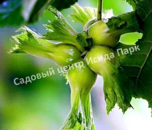 Фундук лещина Яглы (Yagly)