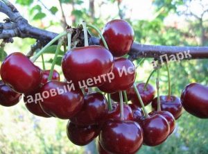 Вишня Багряная