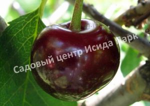 Вишня Брюнетка