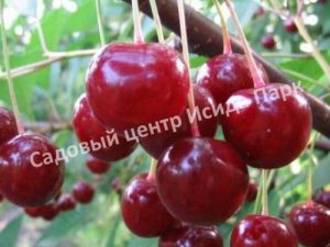Вишня Крупная десертная