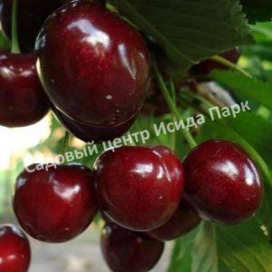 Вишня Встреча