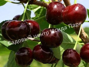 Вишня Живица