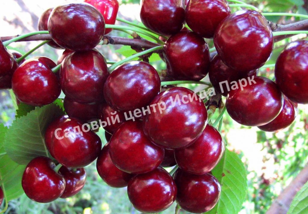 Вишня Жуковская