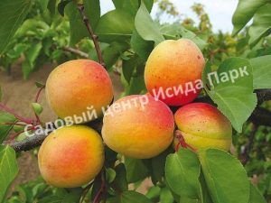 Абрикос Монастырский