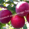 Алыча (слива) Асалода 1